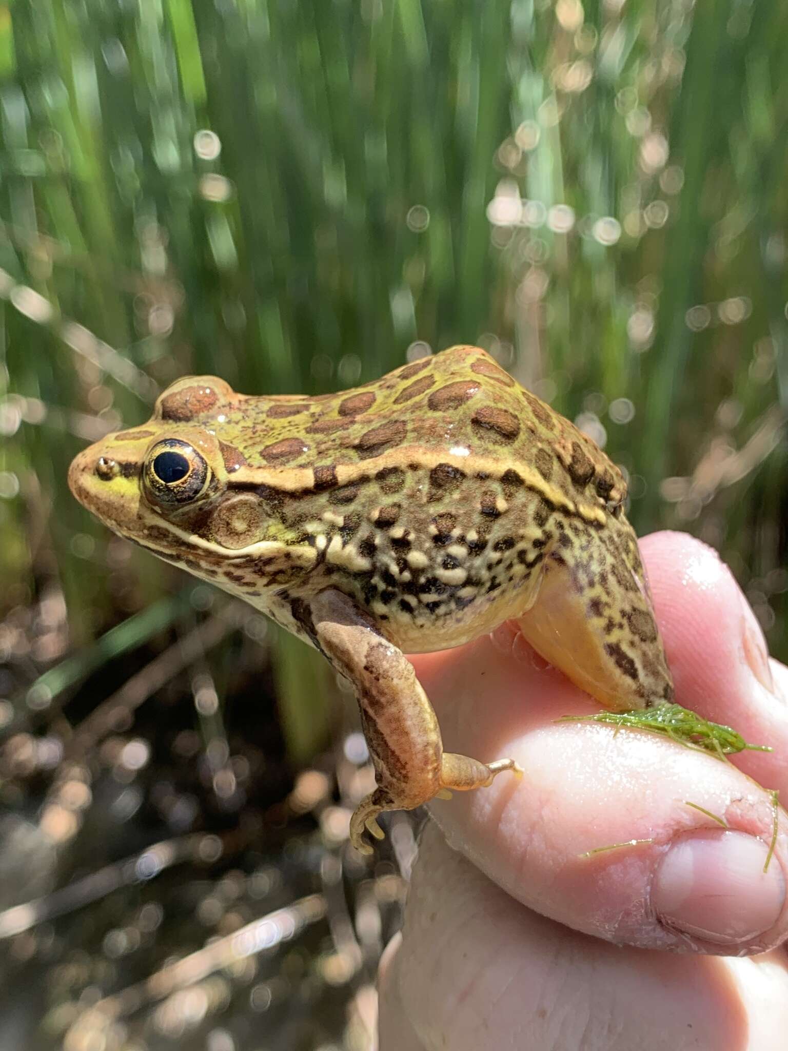 Sivun Lithobates onca (Cope ex Yarrow 1875) kuva