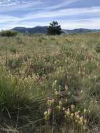 Image of thinleaved owl's-clover