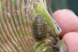 Image of Chiton