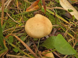 <i>Hebeloma odoratissimum</i> resmi