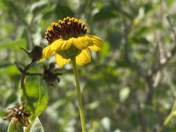 Image of Encelia halimifolia Cav.