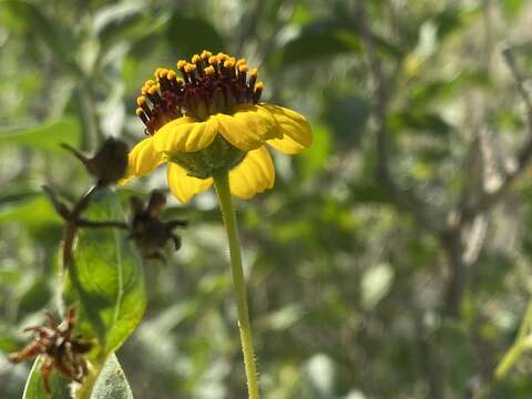 صورة Encelia halimifolia Cav.