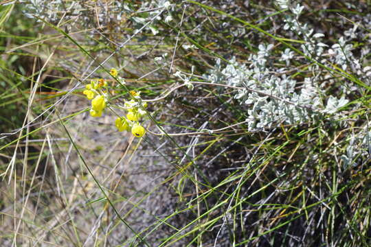 Image of Calceolaria polifolia Hook.