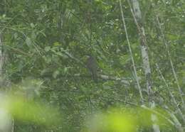 Image of Dark-billed Cuckoo