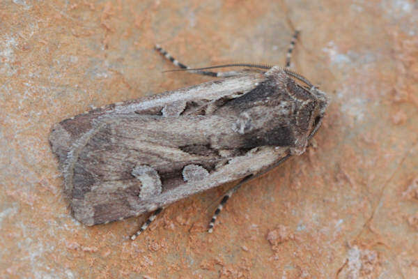 Image of Euxoa temera Hübner