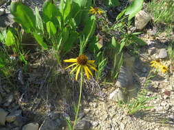 صورة <i>Echinacea <i>paradoxa</i></i> var. paradoxa