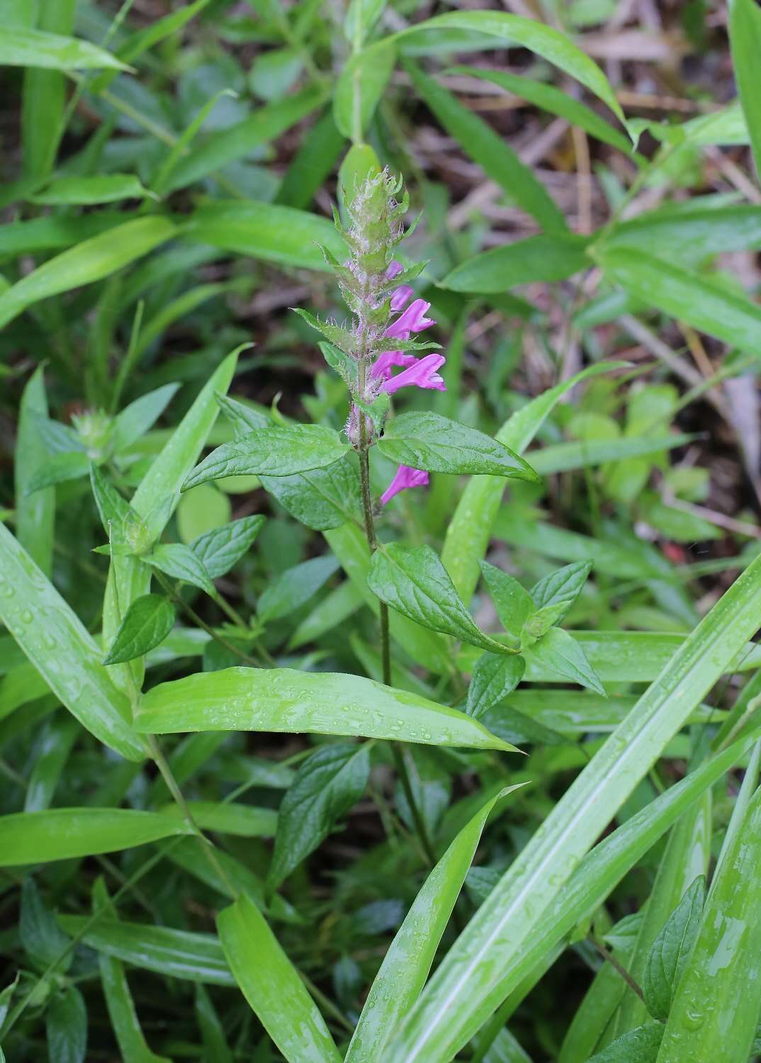 Image of Melampyrum roseum var. japonicum Franch. & Sav.