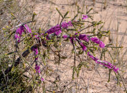 Image of Melaleuca suberosa (Schau.) C. A. Gardner