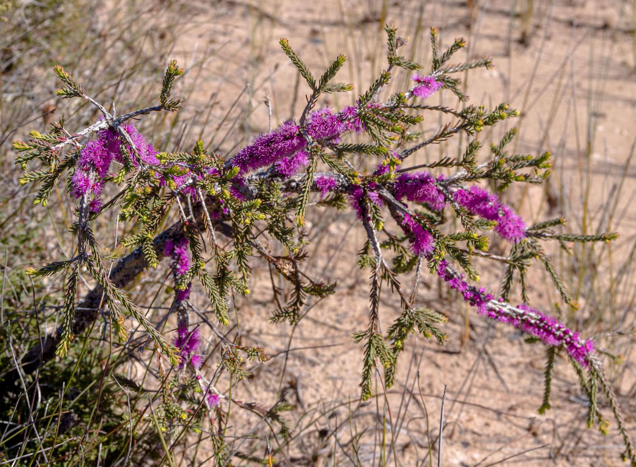 Image of Melaleuca suberosa (Schau.) C. A. Gardner