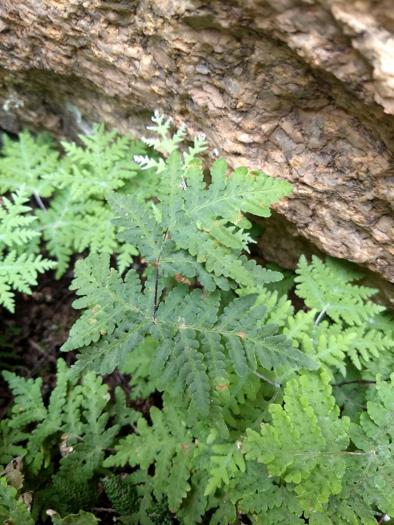 Image of Maxon's goldback fern