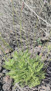 Imagem de Lavandula canariensis subsp. canariensis