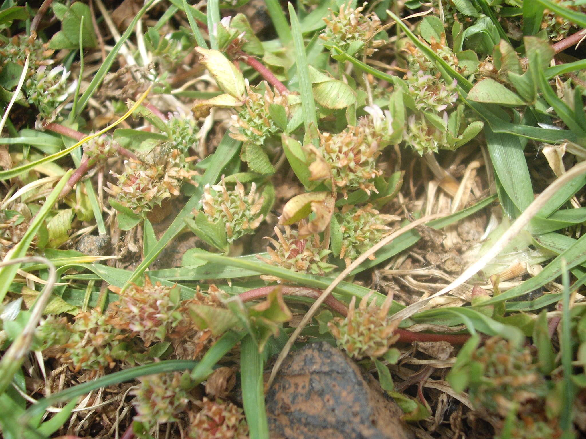 Image de Trifolium glomeratum L.