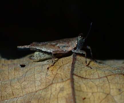 Systolederus cinereus Brunner von Wattenwyl 1893的圖片