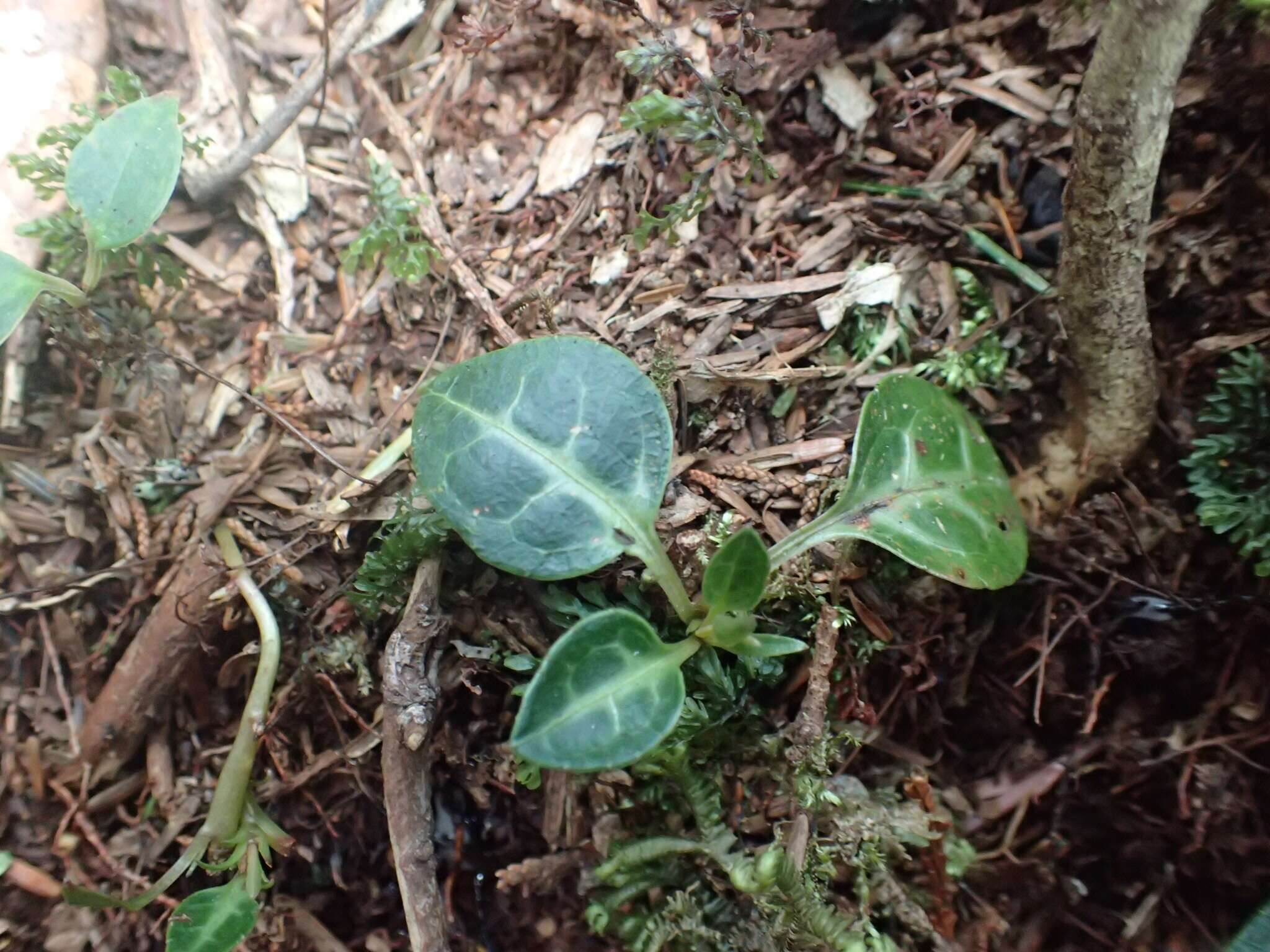 Image of Pyrola alboreticulata Hayata