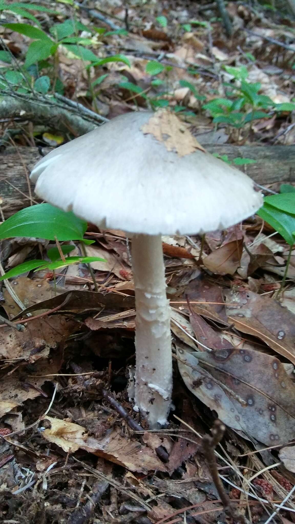 Image of Amanita submaculata Peck 1900