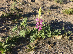 Imagem de Lupinus arizonicus (S. Watson) S. Watson