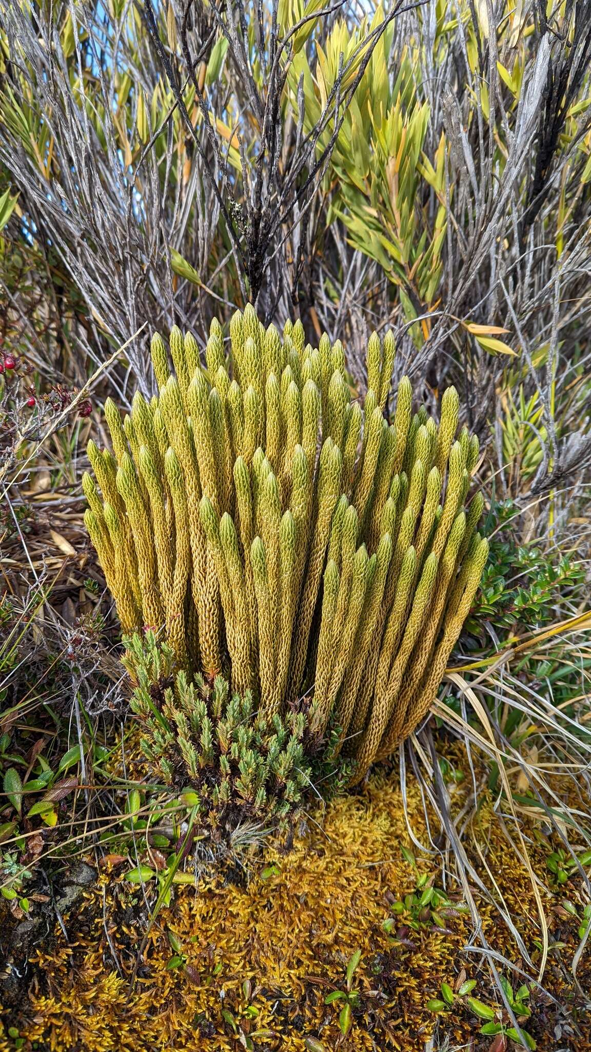 Image of Phlegmariurus talamancanus (B. Øllg.) B. Øllg.