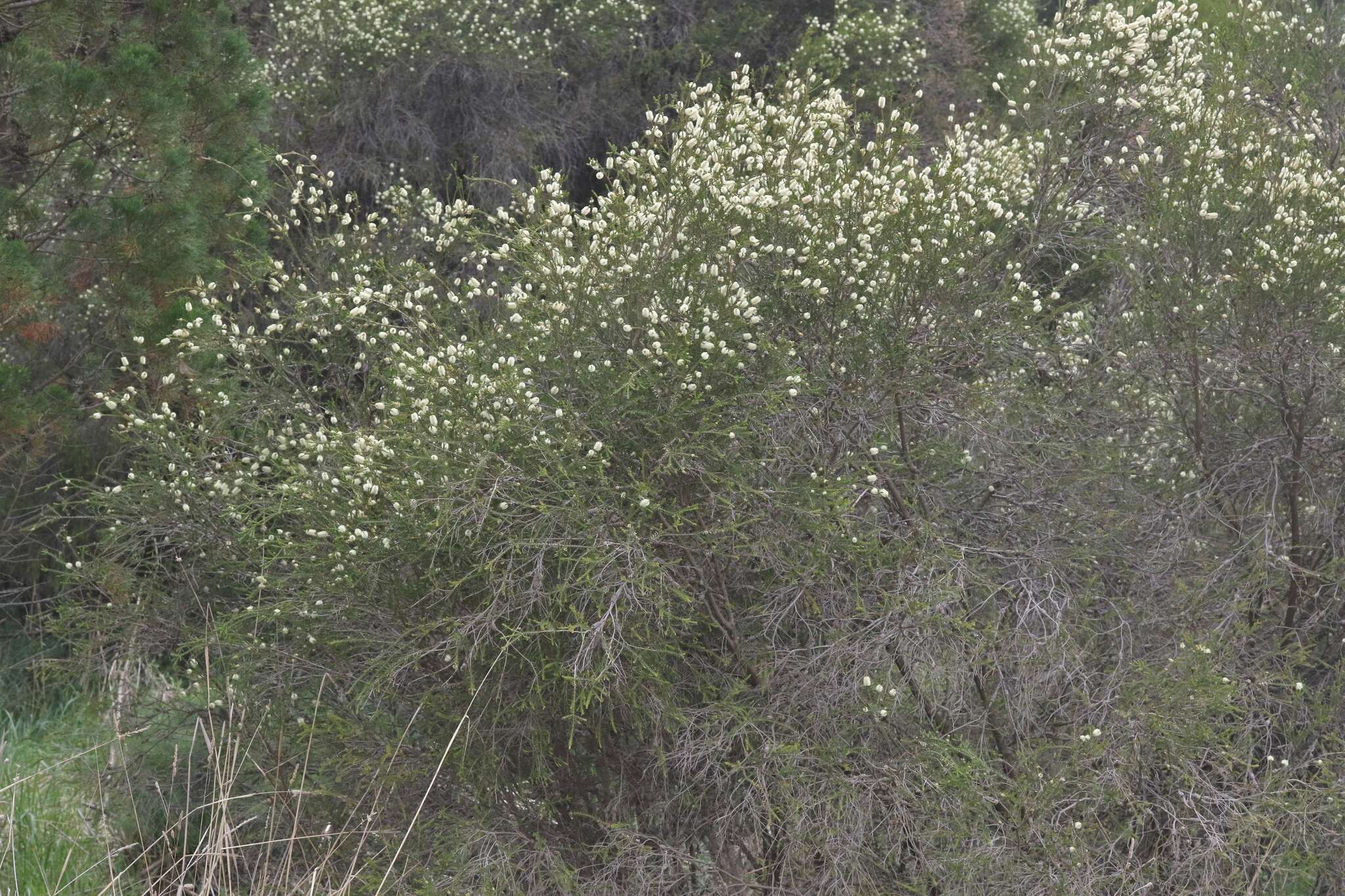 Imagem de Melaleuca parvistaminea N. B. Byrnes