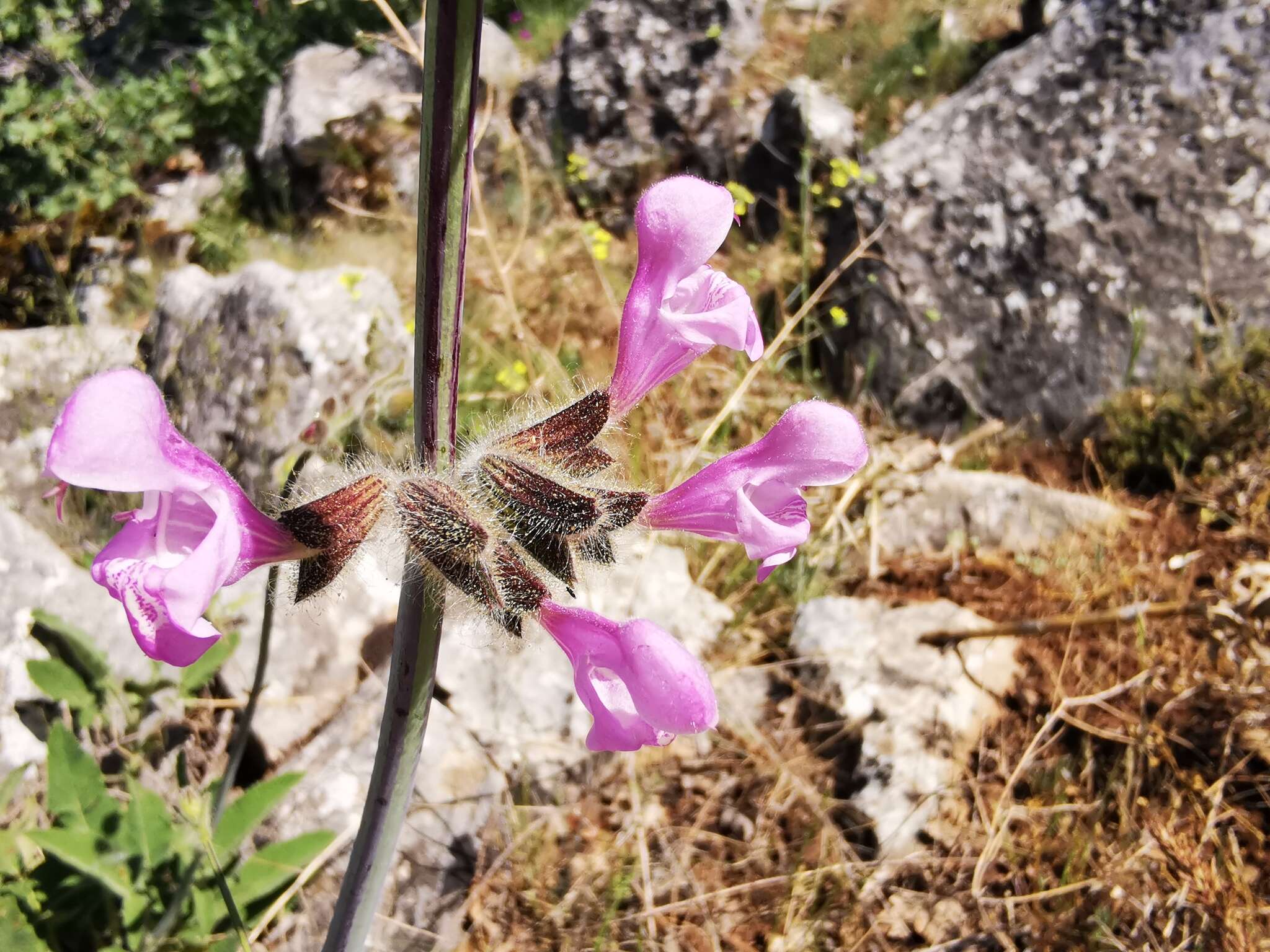 Image of Salvia recognita Fisch. & C. A. Mey.