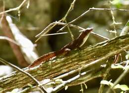 Image of Sagua de Tanamo  Anole