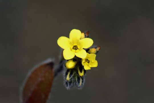 Image of Myosotis australis R. Br.