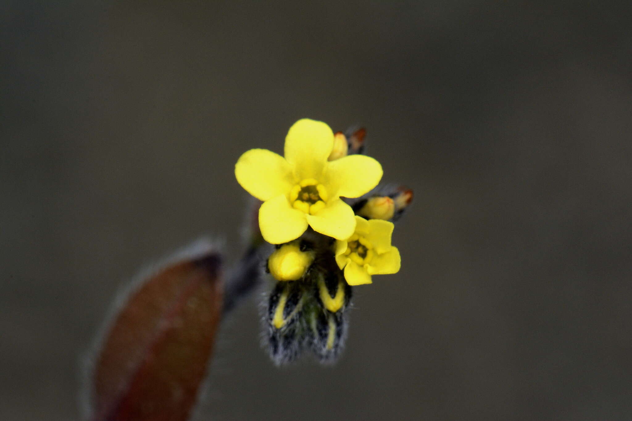 Image of Myosotis australis R. Br.