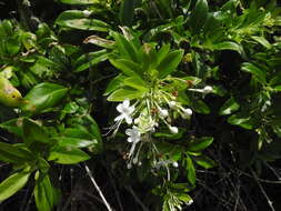 Image de Volkameria ligustrina Jacq.