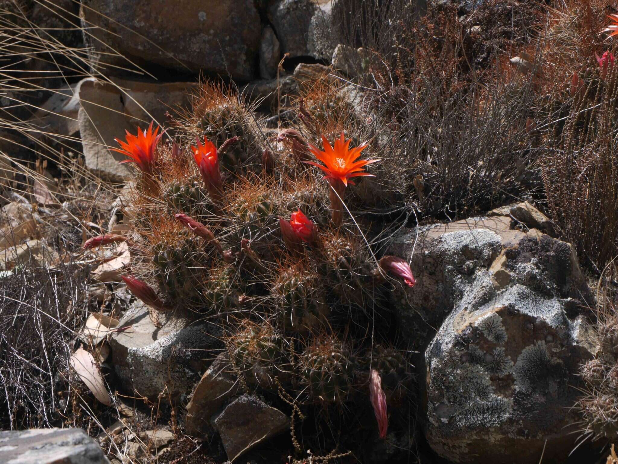 Lobivia maximiliana subsp. caespitosa的圖片