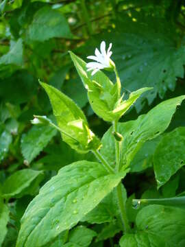 Image of wood stitchwort