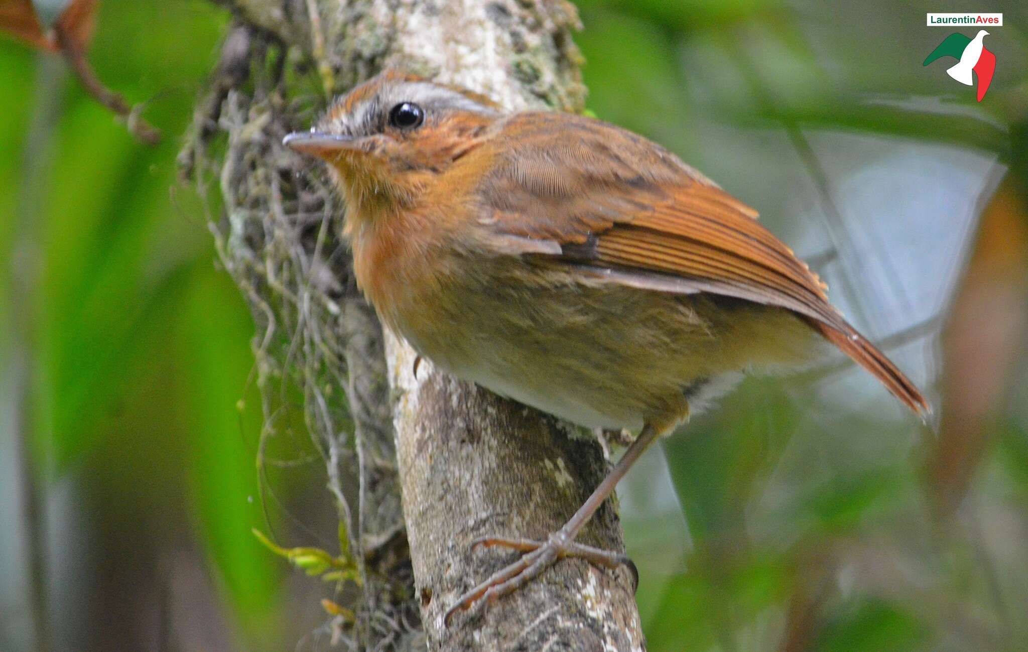 Image of Rufous Gnateater