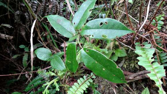 Imagem de Stauntonia obovatifoliola Hayata