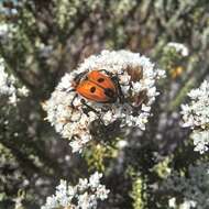 Imagem de Campulipus limbatus (Olivier 1789)