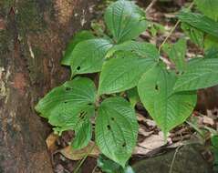 Image de Dioscorea hispida Dennst.