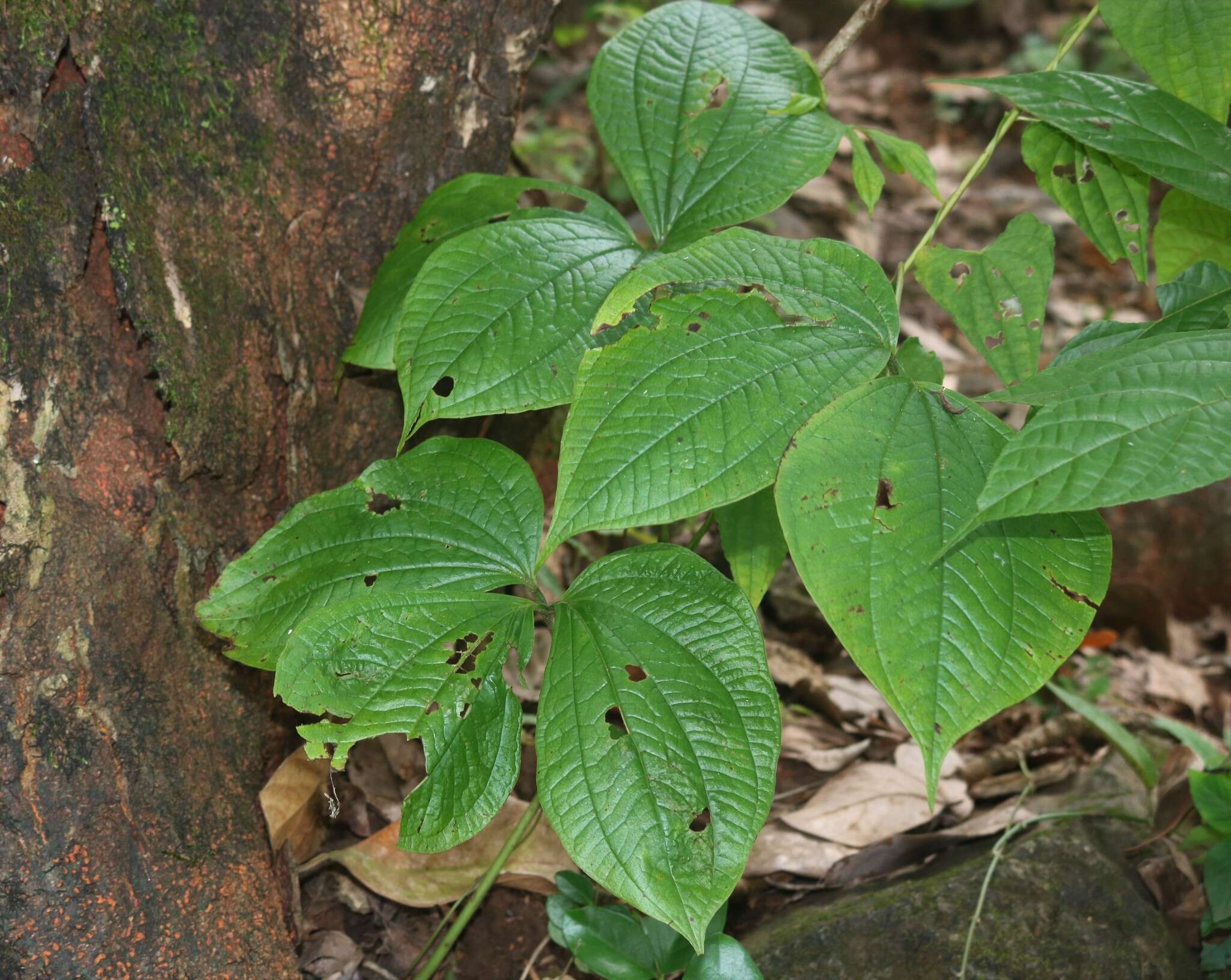 Image de Dioscorea hispida Dennst.