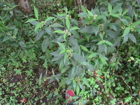 Image of shortleaf wild coffee