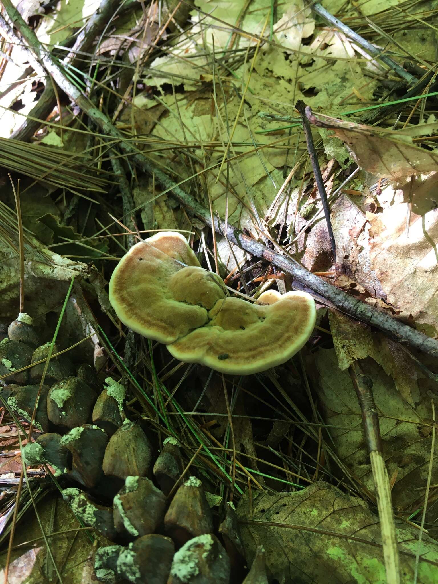 Image of Trametes pubescens (Schumach.) Pilát 1939