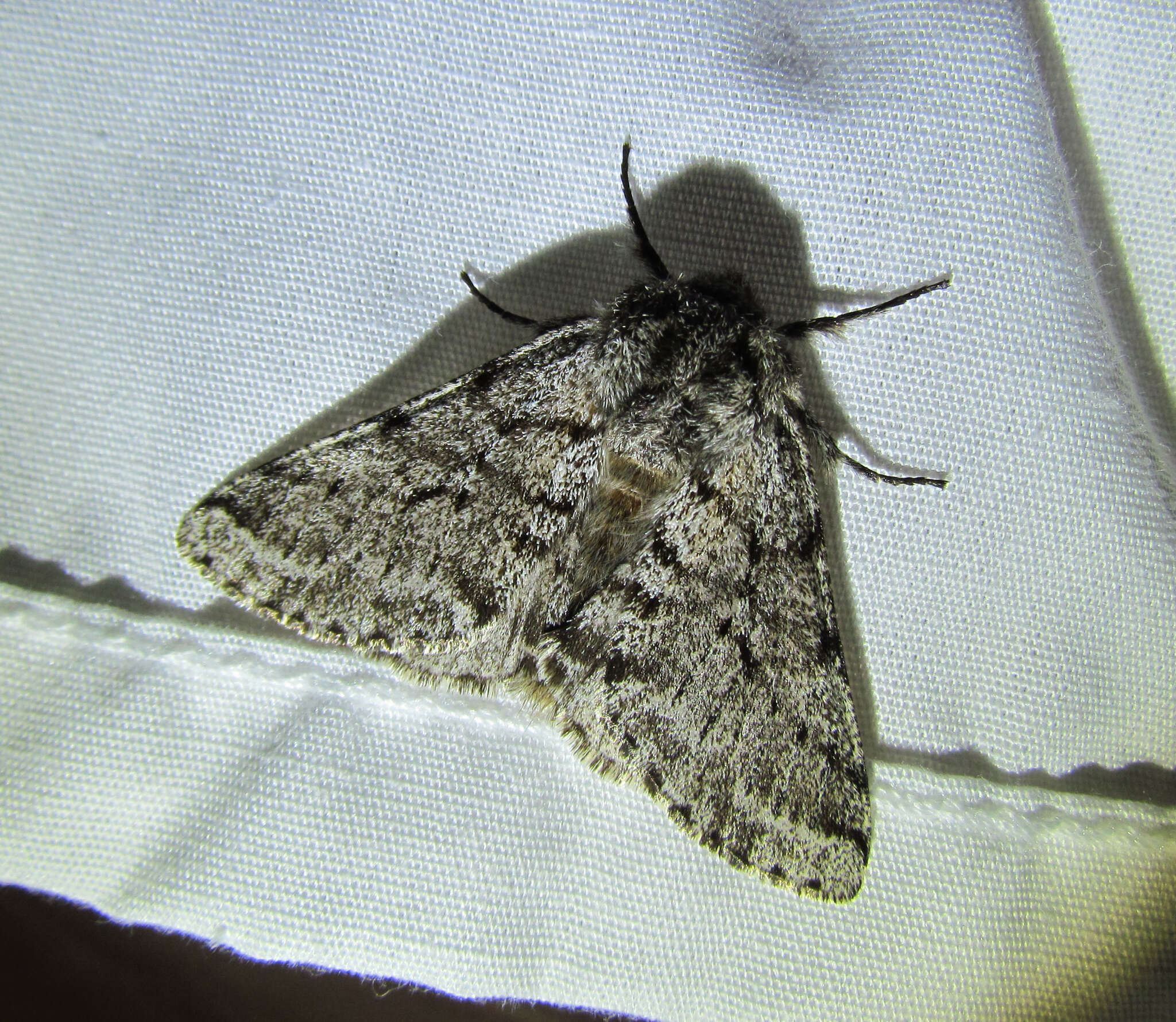 Image of Stout Spanworm Moth