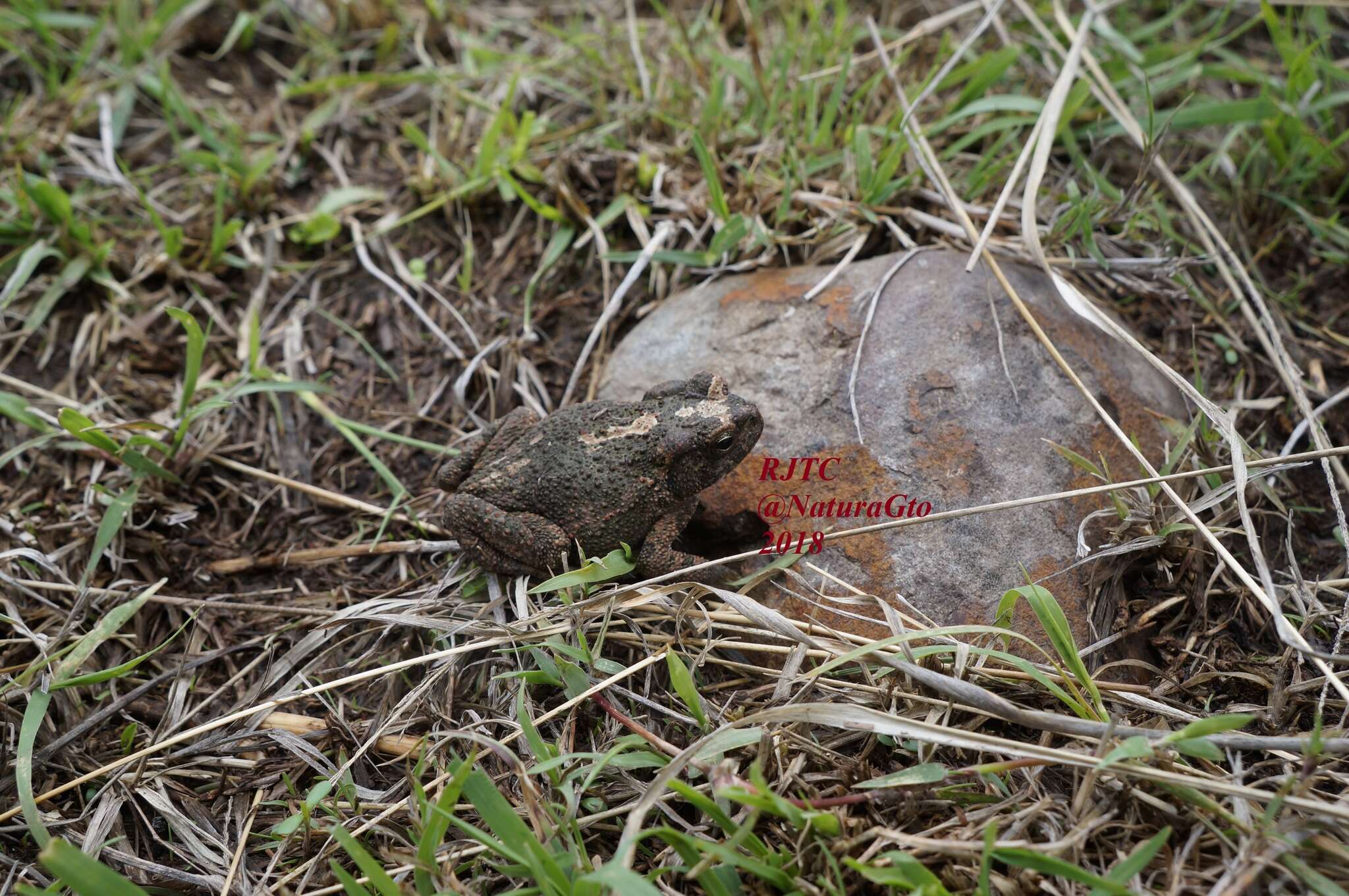 Image of Plateau toad