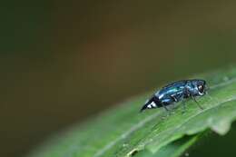 Agrilus acutus (Thunberg 1787) resmi