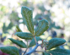 Image of Searsia incisa (L. fil.) F. A. Barkley