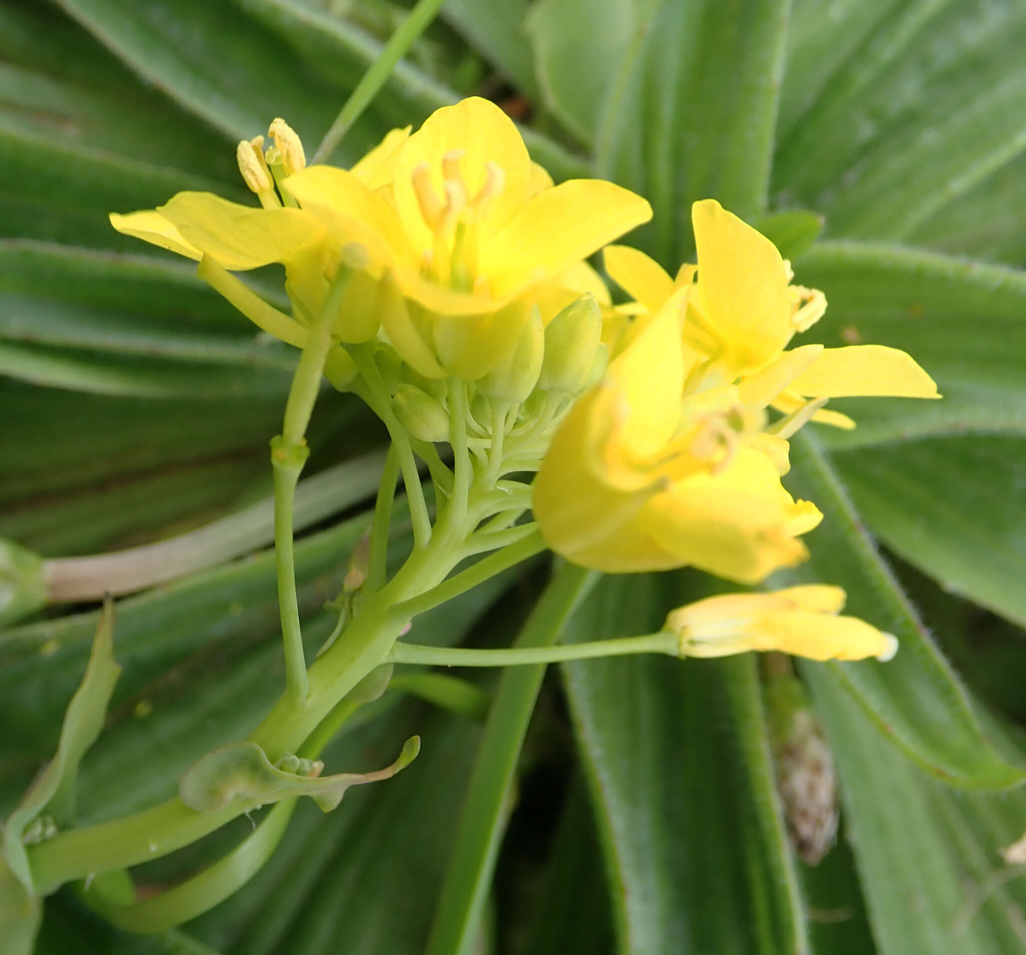 Plancia ëd Brassica napus subsp. rapifera Metzg. ex Sinskaya