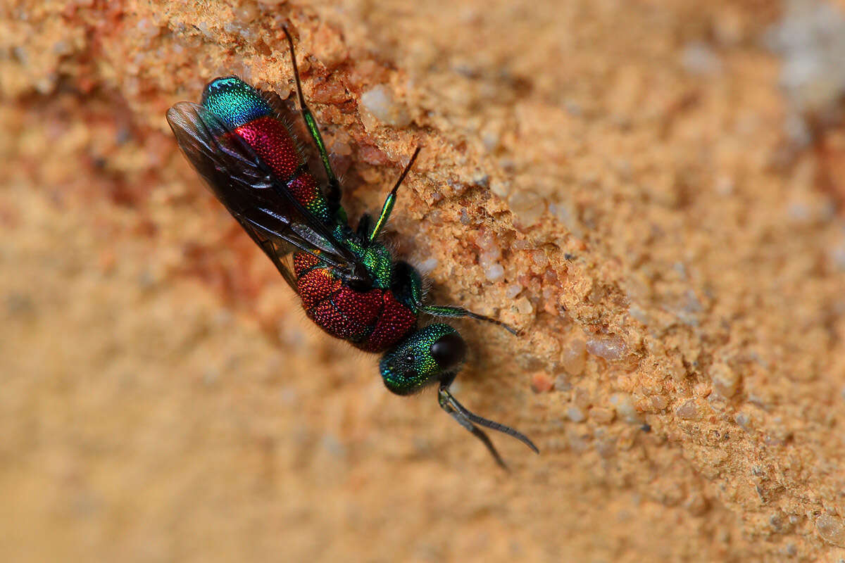 Image of Chrysis viridula L.