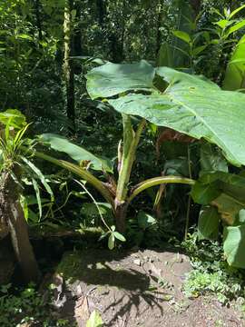 Image of tall elephant's ear