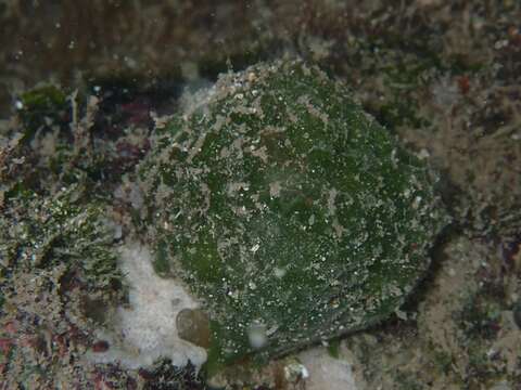 Image of tangerine sponge