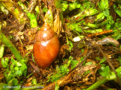 Image of Bocourtia aequatoria (L. Pfeiffer 1853)