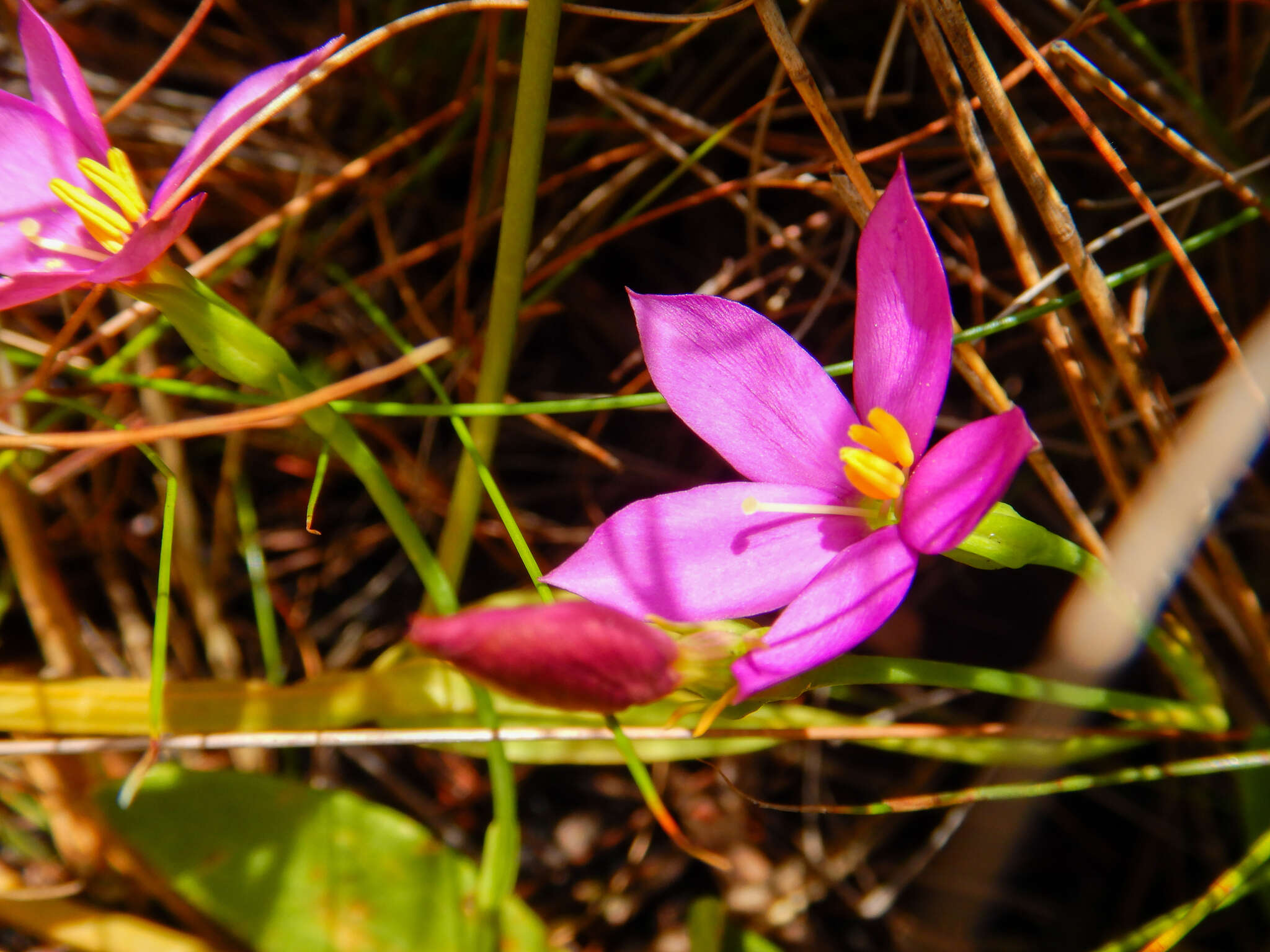 Image of Chironia jasminoides L.