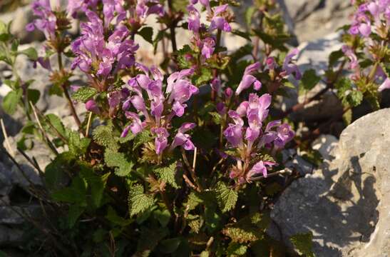 Слика од Lamium garganicum subsp. striatum (Sm.) Hayek