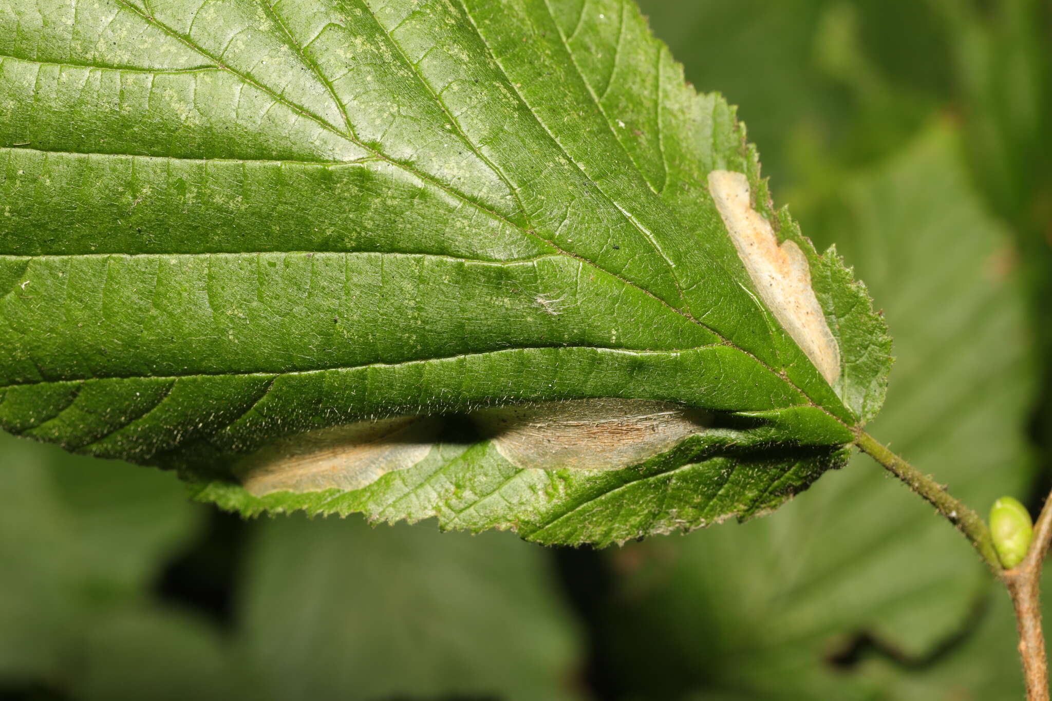 Image de Phyllonorycter coryli (Nicelli 1851)