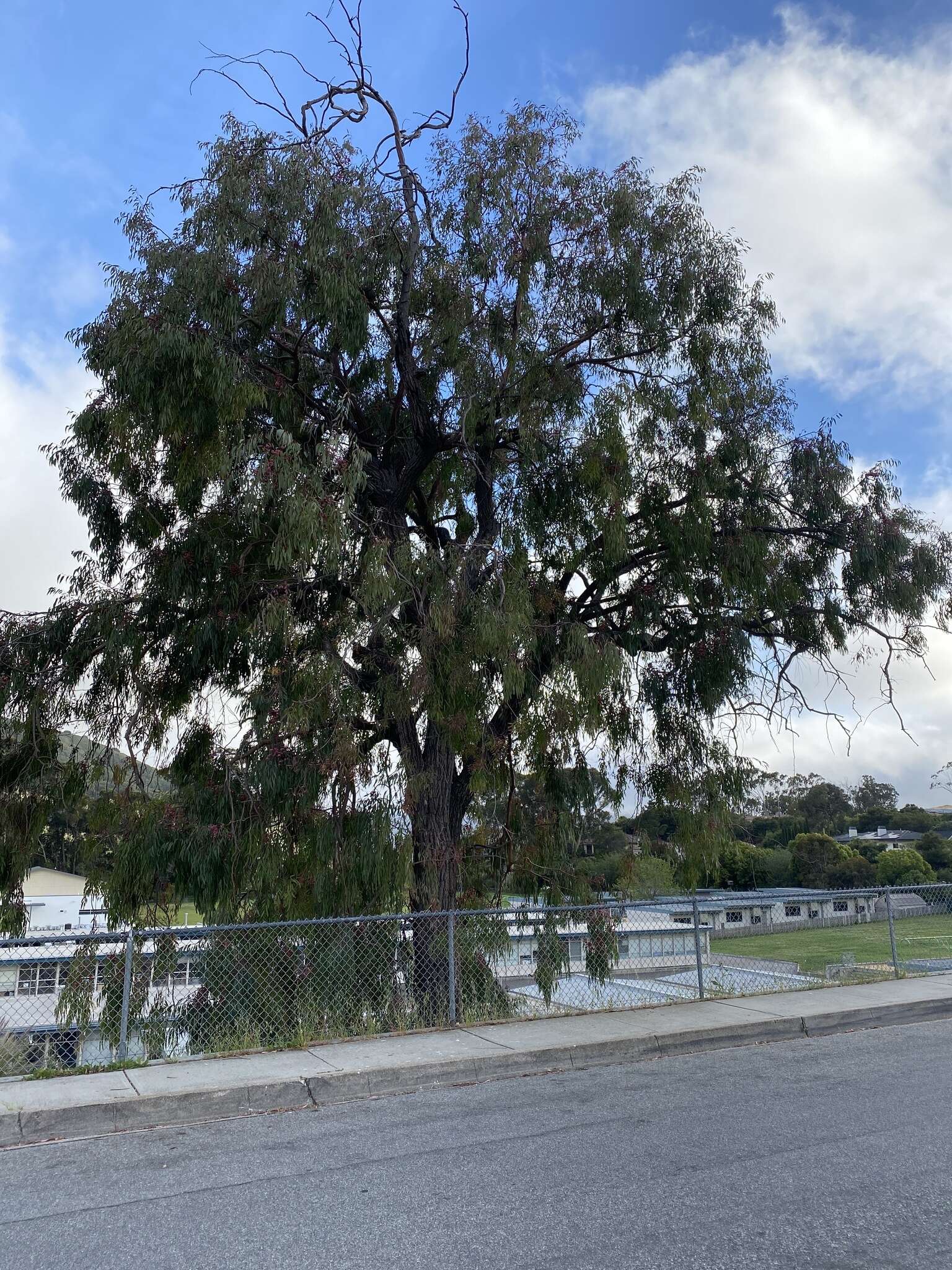 Image of red ironbark