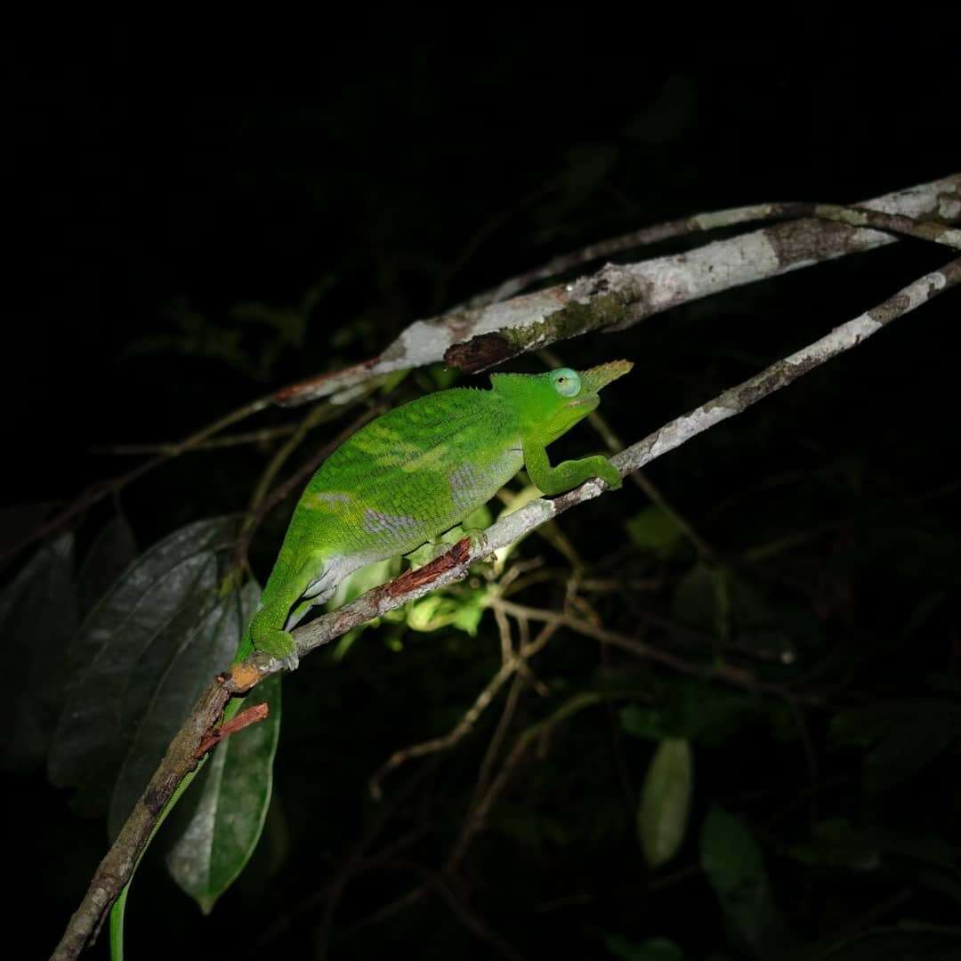 Image of Giant East Usambara Blade-horned Chameleon